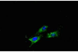 Immunofluorescent analysis of Hela cells using ABIN7144042 at dilution of 1:100 and Alexa Fluor 488-congugated AffiniPure Goat Anti-Rabbit IgG(H+L) (APP anticorps  (AA 18-270))