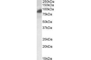 Rab11 Family-Interacting Protein 1 (RAB11FIP1) peptide