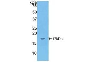 Detection of Recombinant IL1a, Canine using Polyclonal Antibody to Interleukin 1 Alpha (IL1a)