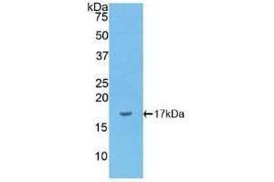 Detection of Recombinant IL1a, Canine using Polyclonal Antibody to Interleukin 1 Alpha (IL1a) (IL1A anticorps  (AA 132-265))