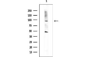 anti-G Protein-Coupled Receptor 128 (GPR128) (N-Term) antibody
