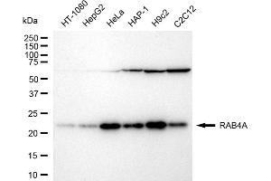 Western blotting analysis using RAB4A antibody (ABIN7800097). (Recombinant Rab4 anticorps)