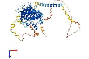 AlphaFold protein structure predicition of Mouse Recombinant Pkmyt1 Protein, UniprotID Q9ESG9