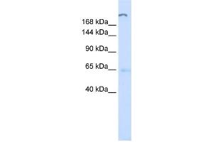 Western Blotting (WB) image for anti-ATPase, Class V, Type 10D (ATP10D) antibody (ABIN2459297) (ATP10D anticorps)
