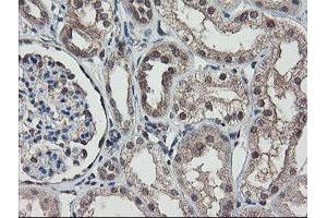 Image no. 4 for anti-RNA Binding Protein with Multiple Splicing (RBPMS) antibody (ABIN1500647)