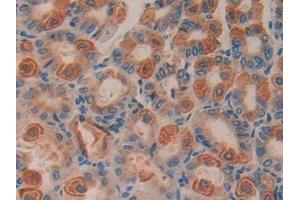 Detection of CCND2 in Mouse Stomach Tissue using Polyclonal Antibody to Cyclin D2 (CCND2)