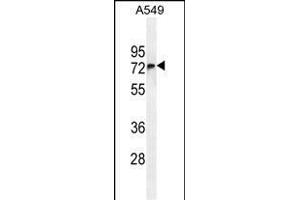 FBXO24 Antibody (Center) (ABIN654961 and ABIN2844600) western blot analysis in A549 cell line lysates (35 μg/lane). (FBXO24 anticorps  (AA 118-145))