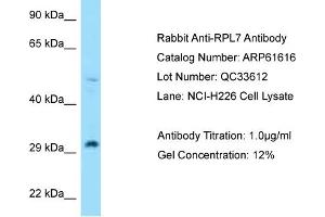 Western Blotting (WB) image for anti-Ribosomal Protein L7 (RPL7) (N-Term) antibody (ABIN2788853) (RPL7 anticorps  (N-Term))