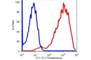 Image no. 2 for anti-Transferrin Receptor (p90, CD71) (TFRC) antibody (ABIN2704329)