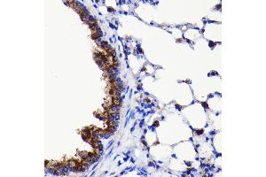 Immunohistochemistry of paraffin-embedded mouse lung using  antibody (ABIN7265709) at dilution of 1:100 (40x lens). (ATG3 anticorps)