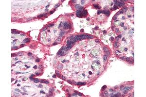 Anti-ERAP1 / ARTS1 antibody IHC of human placenta. (ERAP1 anticorps  (Internal Region))