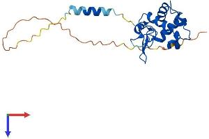 AlphaFold protein structure predicition of Human Recombinant SPACA3 Protein, UniprotID Q8IXA5