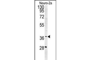 Western blot analysis of SNRNP40 Antibody (Center) (ABIN651465 and ABIN2840256) in Neuro-2a cell line lysates (35 μg/lane). (SNRNP40 anticorps  (AA 122-149))