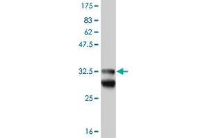 Western Blot detection against Immunogen (33. (EFHD1 anticorps  (AA 168-238))