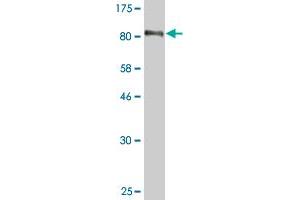 Western Blot detection against Immunogen (90. (EBF1 anticorps  (AA 1-591))