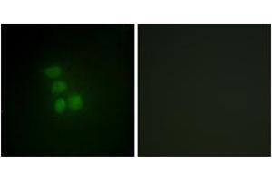 Immunofluorescence (IF) image for anti-RNA Binding Motif Protein, X-Linked (RBMX) (AA 6-55) antibody (ABIN2889468) (RBMX anticorps  (AA 6-55))