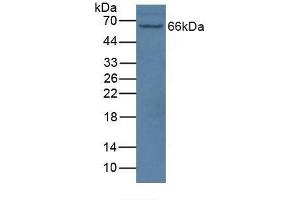 Figure. (NOS1AP anticorps  (AA 285-506))