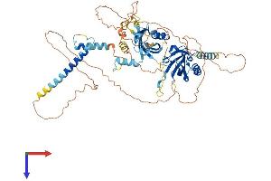 AlphaFold protein structure predicition of Human Recombinant BMAL2 Protein, UniprotID Q8WYA1