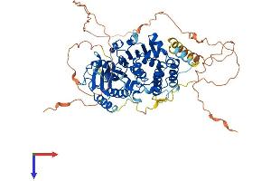 AVL9 Homolog (AVL9) (AA 1-648) protein (His tag)