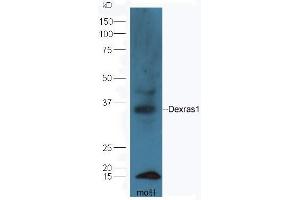 Mouse liver lysates probed with Rabbit Anti-RASD1 Polyclonal Antibody, Unconjugated (ABIN2559449) at 1:300 in 4˚C.