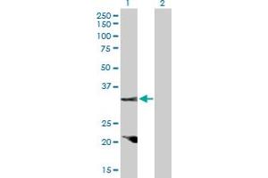 Western Blot analysis of CCND2 expression in transfected 293T cell line by CCND2 MaxPab polyclonal antibody.