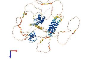 AlphaFold protein structure predicition of Human Recombinant BCAR1 Protein, UniprotID P56945