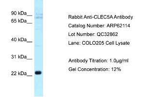 Western Blotting (WB) image for anti-C-Type Lectin Domain Family 5, Member A (CLEC5A) (C-Term) antibody (ABIN2789025) (CLEC5A anticorps  (C-Term))