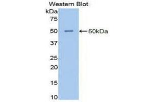 Western Blotting (WB) image for anti-Enolase 2 (Gamma, Neuronal) (ENO2) (AA 1-434) antibody (ABIN1077987)