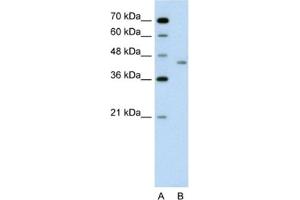 Western Blotting (WB) image for anti-LRP2 Binding Protein (LRP2BP) antibody (ABIN2462598) (LRP2BP anticorps)