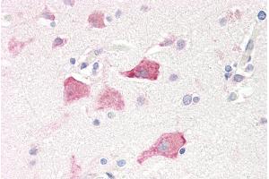 ABIN185519 (5µg/ml) staining of paraffin embedded Human Cortex. (RPS19 anticorps  (Internal Region))