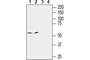 Western blot analysis of mouse brain (lanes 1 and 3) and colon (lanes 2 and 4) lysates: - 1,2. (Slc6a14 anticorps  (2nd Extracellular Loop))
