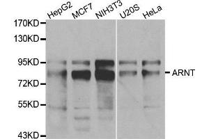 Western blot analysis of extracts of various cell lines, using ARNT antibody. (ARNT anticorps  (AA 400-500))