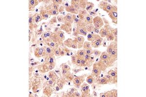 Immunohistochemical analysis of paraffin-embedded H. (TFIP11 anticorps  (N-Term))
