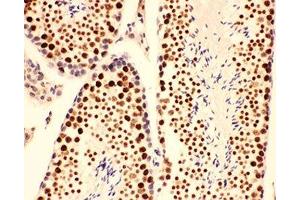 IHC-P testing of mouse testis tissue (BRCA1 anticorps  (AA 1661-1863))