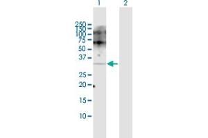 Western Blot analysis of POMC expression in transfected 293T cell line by POMC MaxPab polyclonal antibody. (POMC anticorps  (AA 1-267))