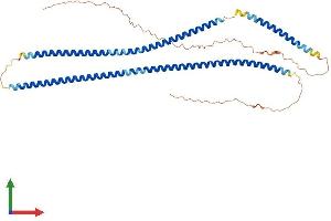 AlphaFold protein structure predicition of Human Recombinant KRT38 Protein, UniprotID O76015