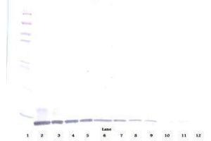 Image no. 1 for anti-Chemokine (C-C Motif) Ligand 19 (CCL19) antibody (ABIN465453) (CCL19 anticorps)