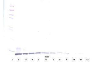 Image no. 1 for anti-Chemokine (C-C Motif) Ligand 19 (CCL19) antibody (ABIN465454) (CCL19 anticorps)
