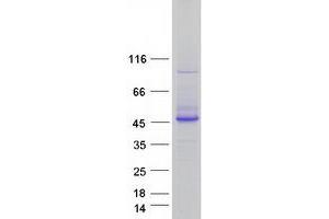 Validation with Western Blot (BPNT1 Protein (Myc-DYKDDDDK Tag))