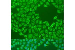 Immunofluorescence analysis of U2OS cells using CEP57L1 Polyclonal Antibody at dilution of 1:100. (CEP57L1 anticorps)