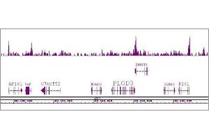 Boris / CTCFL antibody (pAb) tested by ChIP-Seq. (CTCFL anticorps  (N-Term))