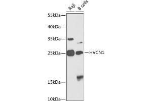 Western blot analysis of extracts of various cell lines, using HVCN1 antibody (ABIN6130791, ABIN6142091, ABIN6142093 and ABIN6224839) at 1:1000 dilution. (HVCN1 anticorps  (AA 1-100))