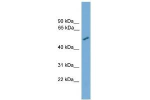 WB Suggested Anti-CNDP2 Antibody Titration: 0. (CNDP2 anticorps  (Middle Region))