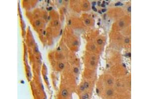 Used in DAB staining on fromalin fixed paraffin-embedded liver tissue (CNPY2/MSAP anticorps  (AA 21-182))