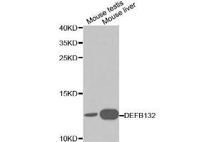 Western blot analysis of various cell lines using DEFB132 antibody. (DEFB132 anticorps  (AA 1-95))
