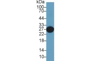 Detection of GSTa5 in Rat Liver lysate using Polyclonal Antibody to Glutathione S Transferase Alpha 5 (GSTa5)