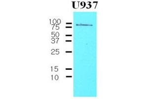 Western Blotting (WB) image for anti-CD44 (CD44) antibody (ABIN361027) (CD44 anticorps)