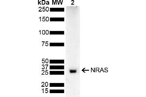 Western blot analysis of Rat Kidney showing detection of 21. (GTPase NRas anticorps  (AA 85-185) (APC))