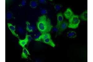 Anti-IGF2BP2 mouse monoclonal antibody (ABIN2453173) immunofluorescent staining of COS7 cells transiently transfected by pCMV6-ENTRY IGF2BP2 (RC205673). (IGF2BP2 anticorps)