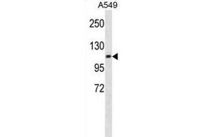 CHSY3 Antibody (Center) (ABIN1881202 and ABIN2838930) western blot analysis in A549 cell line lysates (35 μg/lane). (CHSY3 anticorps  (AA 531-560))